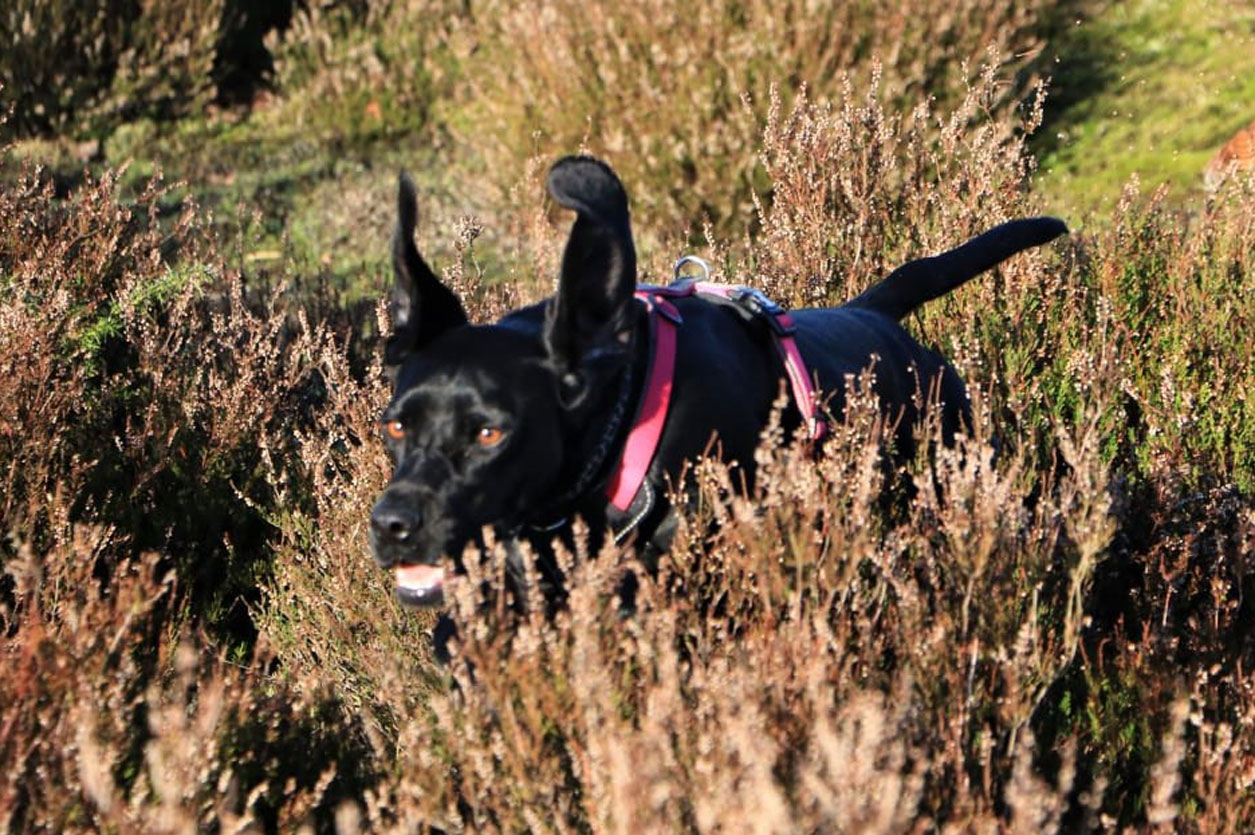 Black dog running free through a field